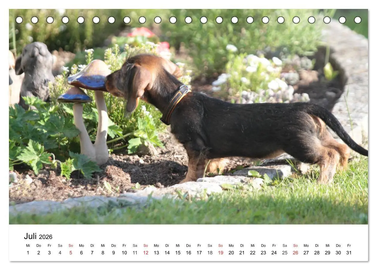 Bild: 9783457673881 | Ein Dackelkind blickt zurück (Tischkalender 2026 DIN A5 quer),...