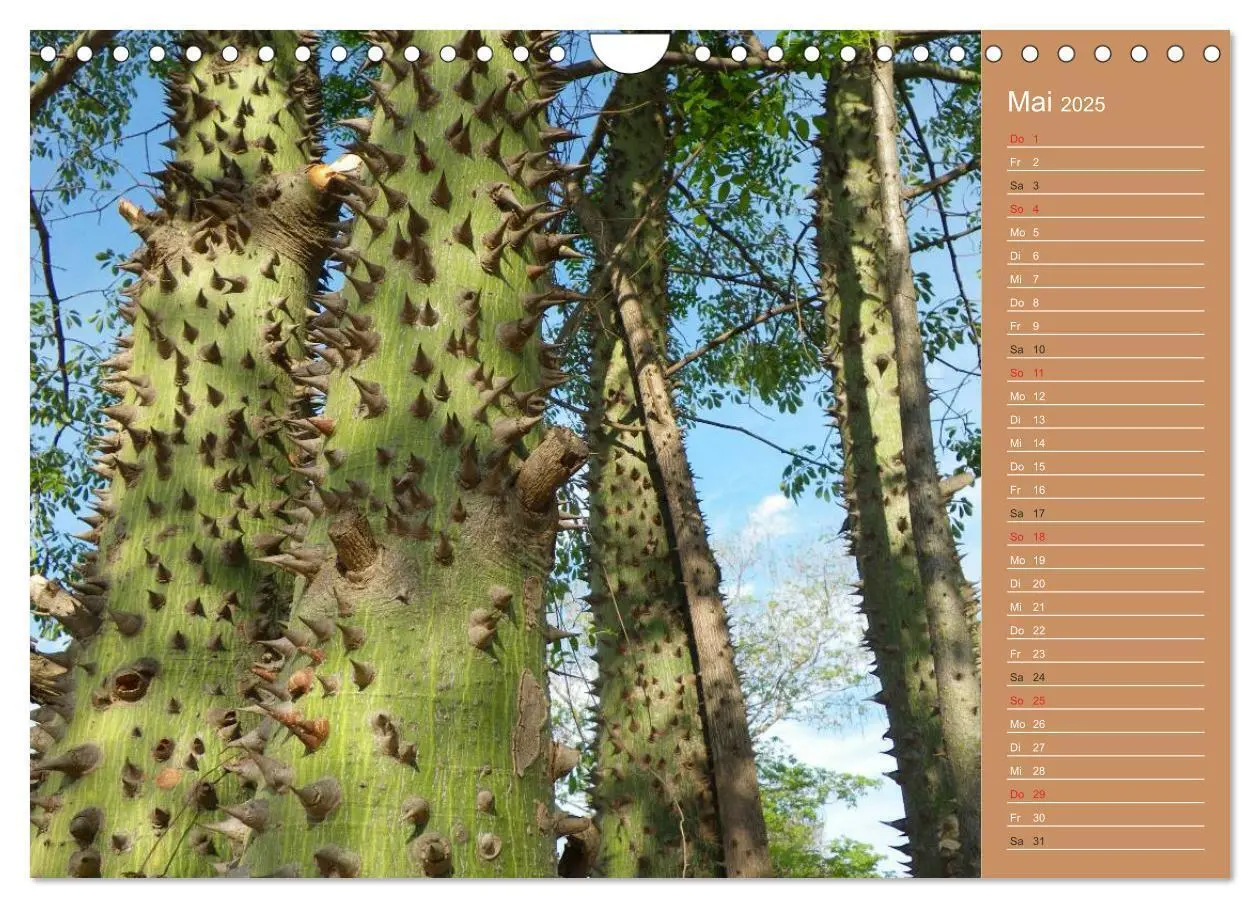 Bild: 9783435774081 | Bilder aus dem Chaco in Paraguay (Wandkalender 2025 DIN A4 quer),...