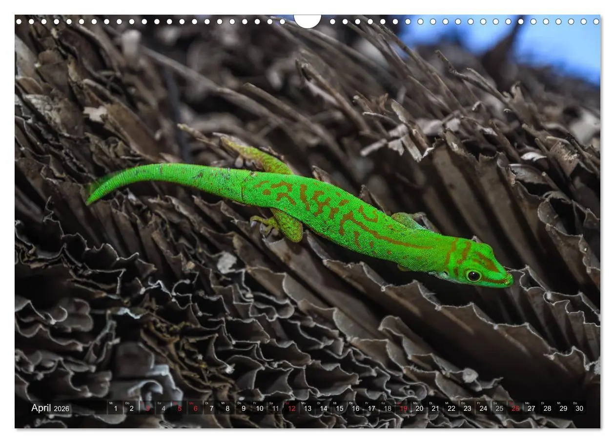 Bild: 9783457934081 | Seychellen - Das letzte Paradies auf Erden (Wandkalender 2026 DIN...
