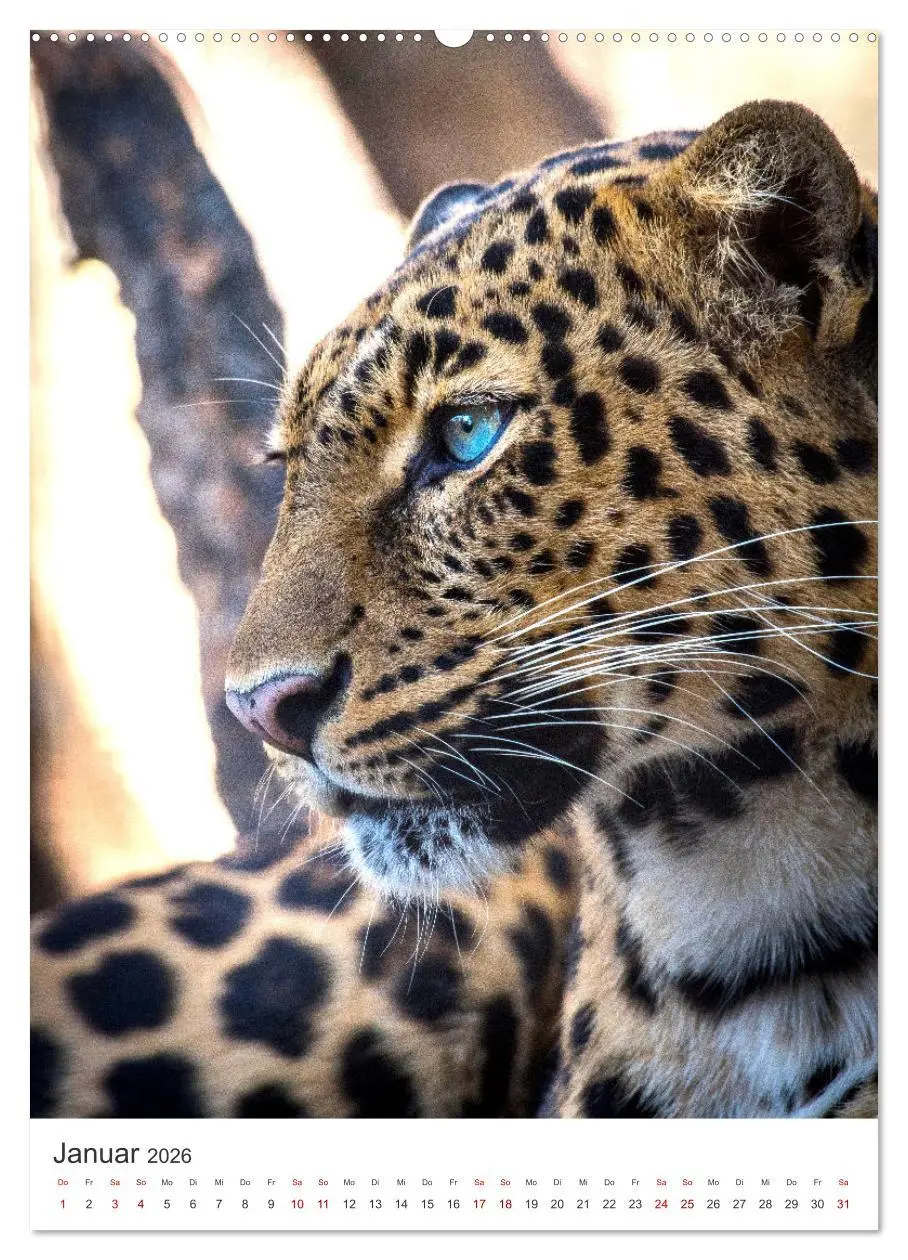 Bild: 9783516334081 | Leoparden - Die Beute im Visier. (Wandkalender 2026 DIN A2 hoch),...