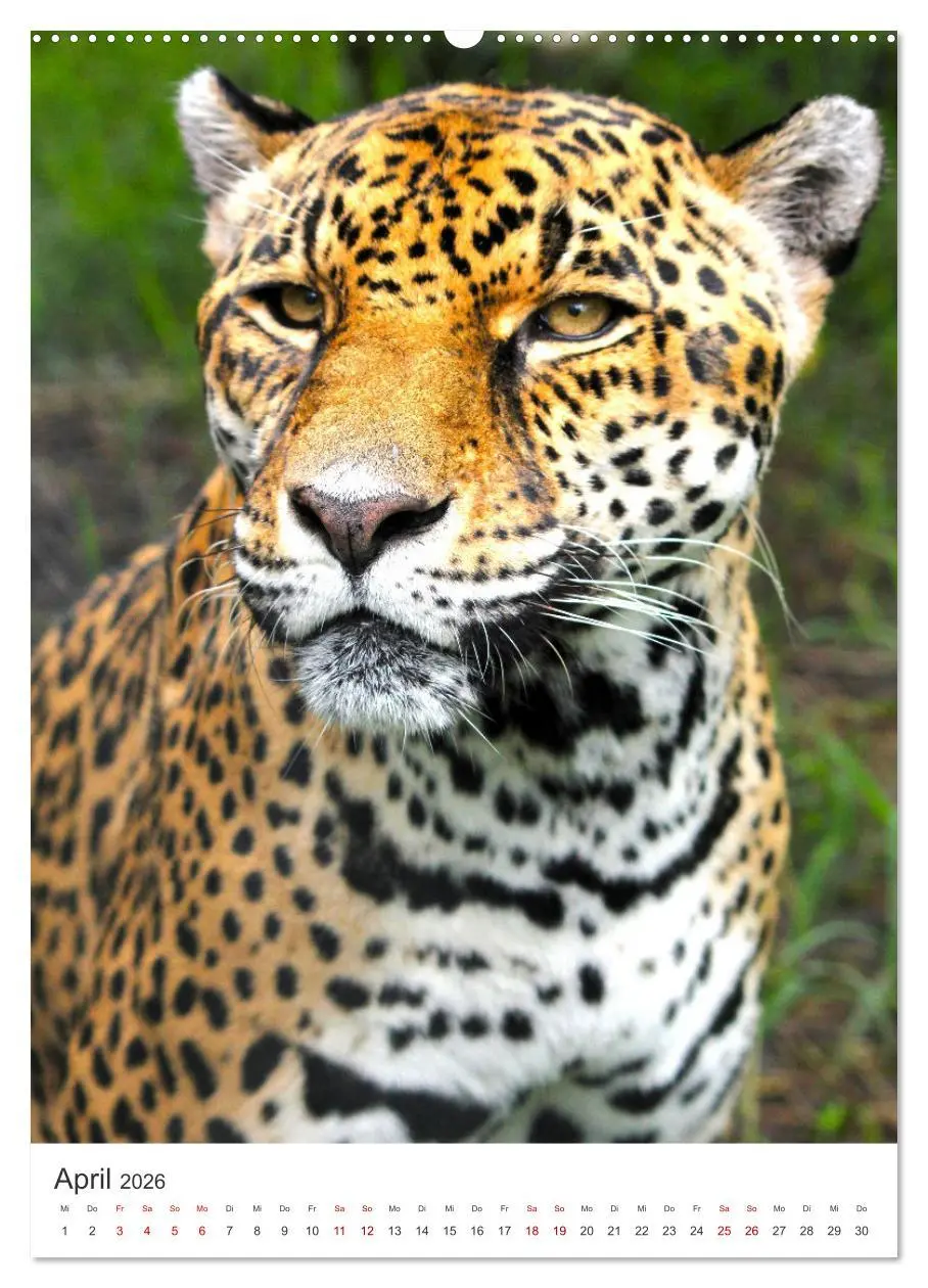Bild: 9783516334081 | Leoparden - Die Beute im Visier. (Wandkalender 2026 DIN A2 hoch),...
