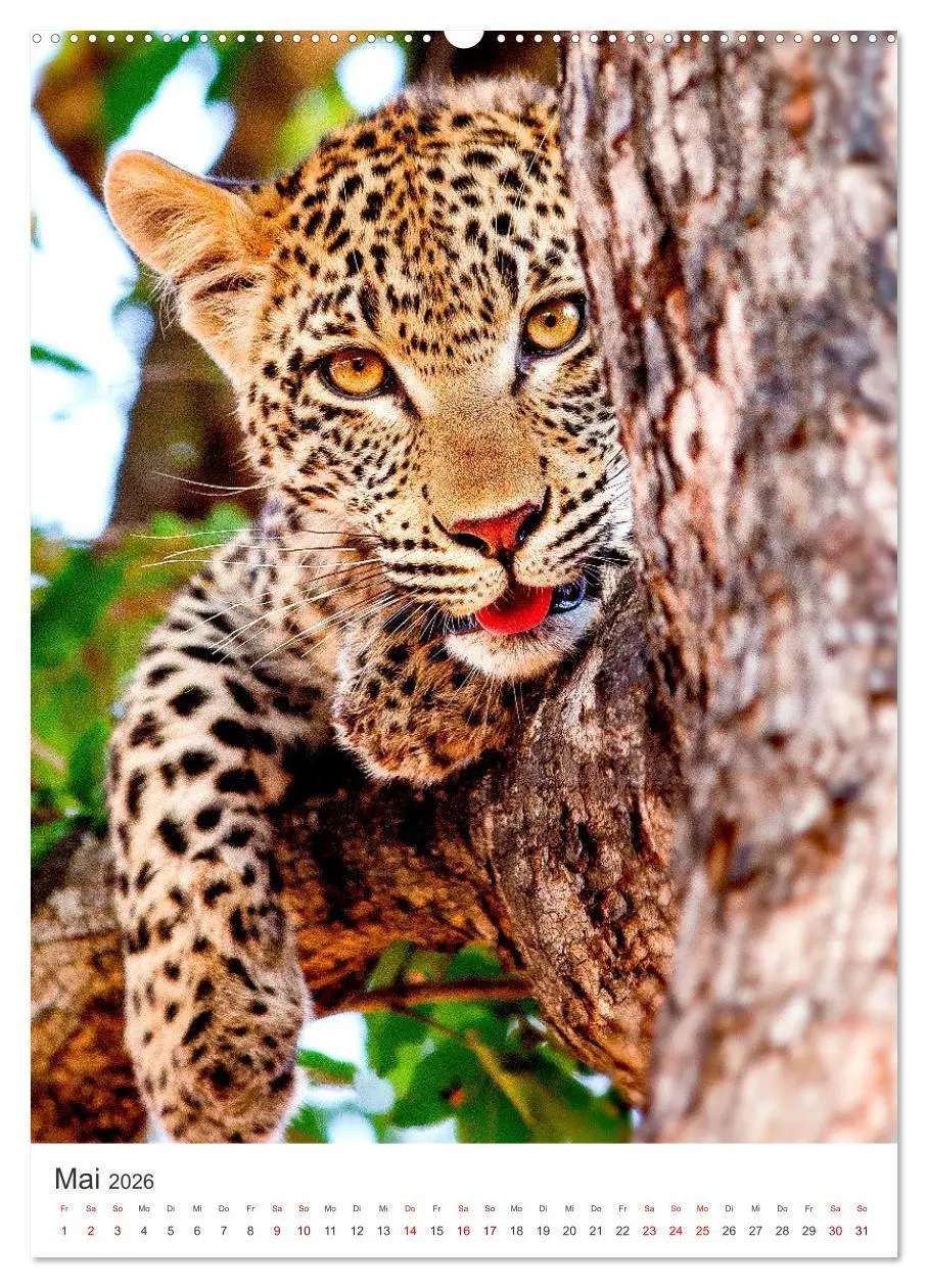 Bild: 9783516334081 | Leoparden - Die Beute im Visier. (Wandkalender 2026 DIN A2 hoch),...