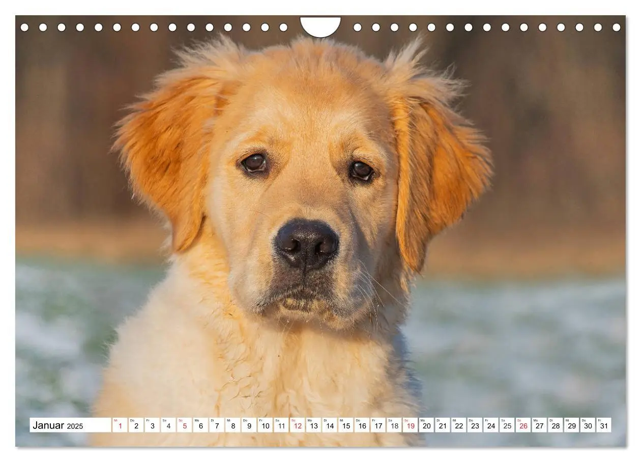 Bild: 9783435214181 | Goldige Herzensbrecher - Golden Retriever Welpen (Wandkalender 2025...