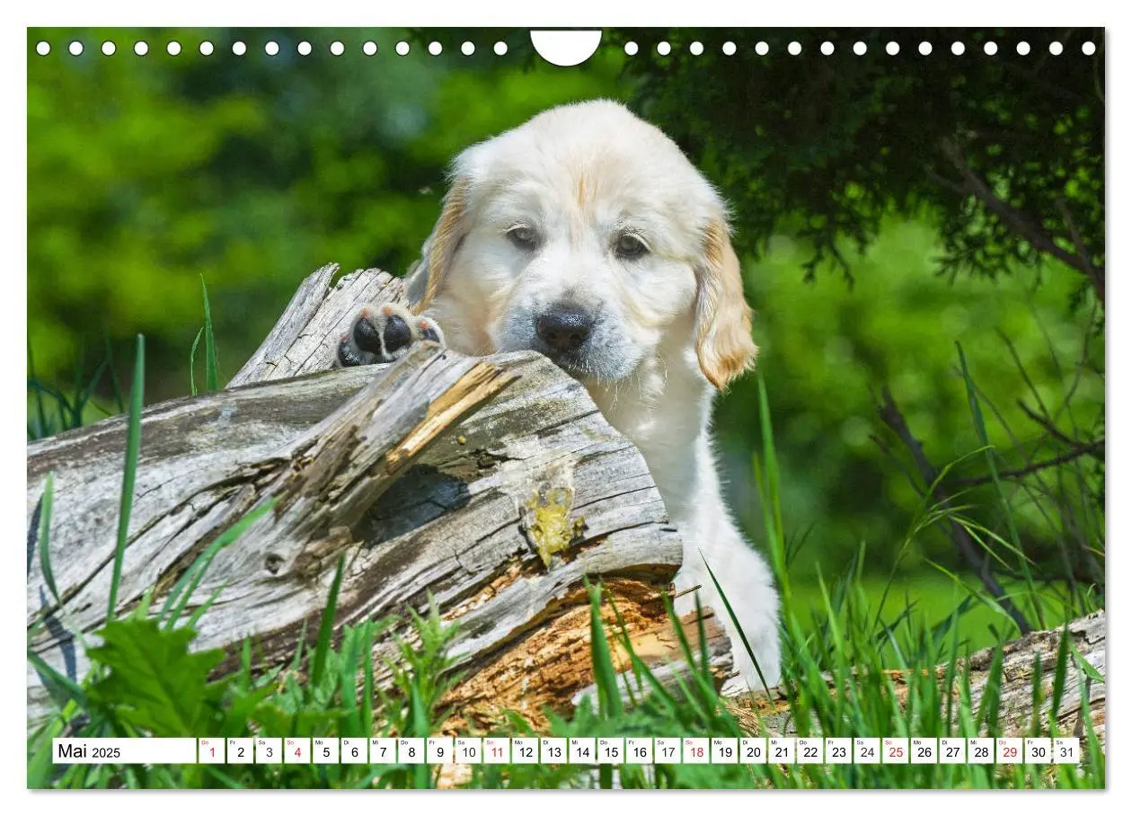 Bild: 9783435214181 | Goldige Herzensbrecher - Golden Retriever Welpen (Wandkalender 2025...
