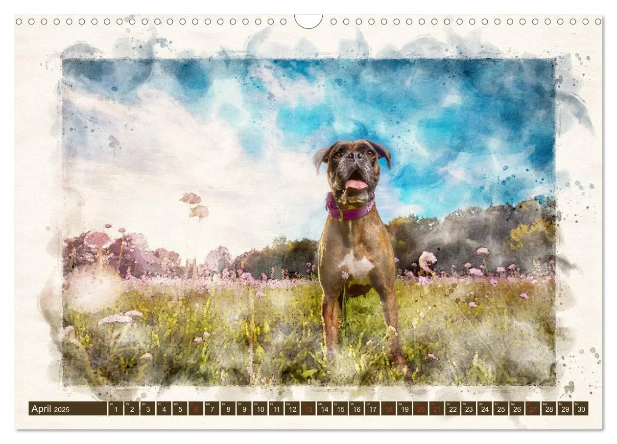 Bild: 9783435134281 | Boxer Photo&amp;Kunst (Wandkalender 2025 DIN A3 quer), CALVENDO...
