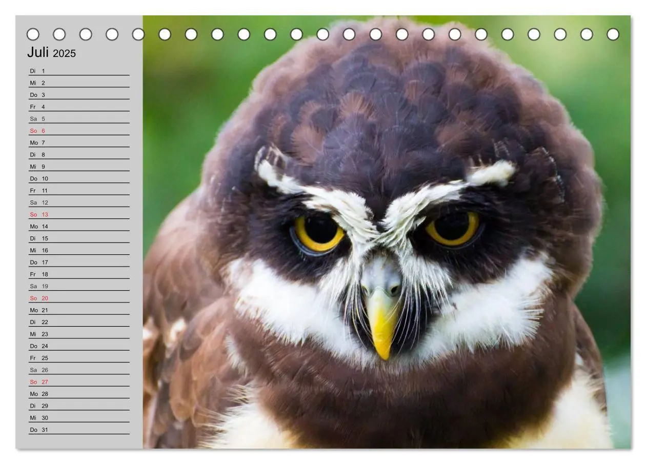 Bild: 9783435684281 | Eulen. Wächter der Nacht (Tischkalender 2025 DIN A5 quer), CALVENDO...