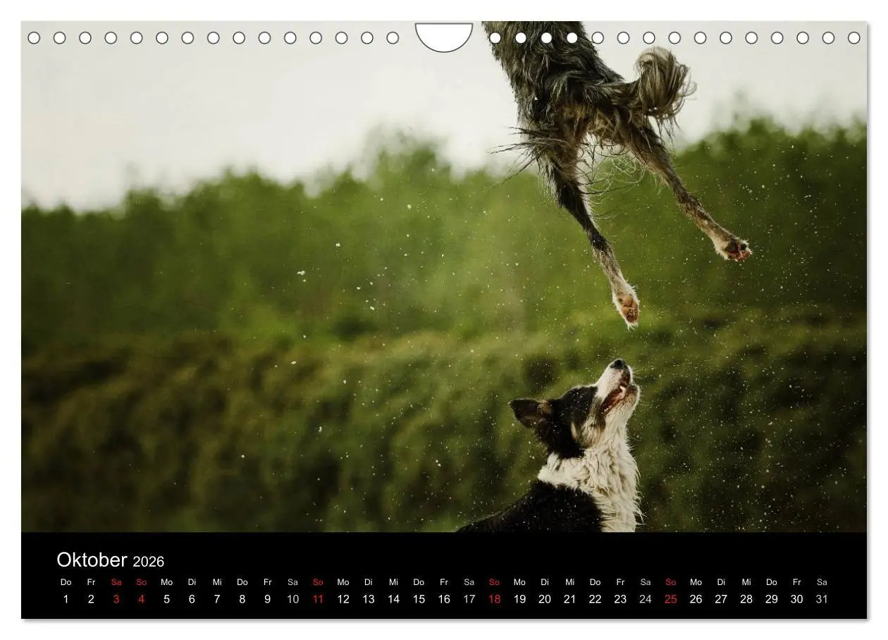 Bild: 9783516174281 | Der Bordercollie-Kalender (Wandkalender 2026 DIN A4 quer), CALVENDO...