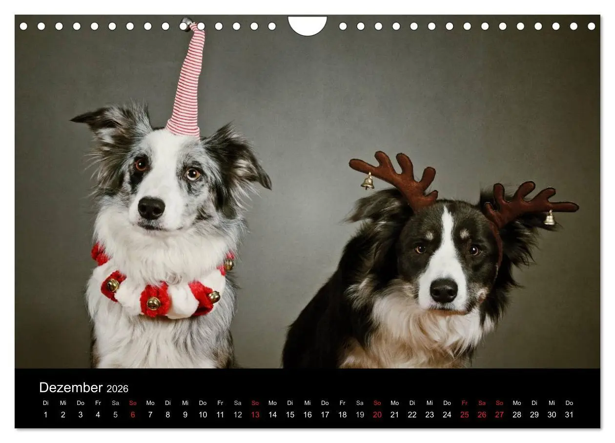 Bild: 9783516174281 | Der Bordercollie-Kalender (Wandkalender 2026 DIN A4 quer), CALVENDO...