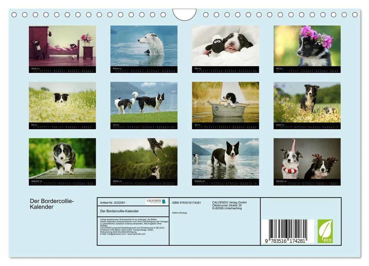 Bild: 9783516174281 | Der Bordercollie-Kalender (Wandkalender 2026 DIN A4 quer), CALVENDO...
