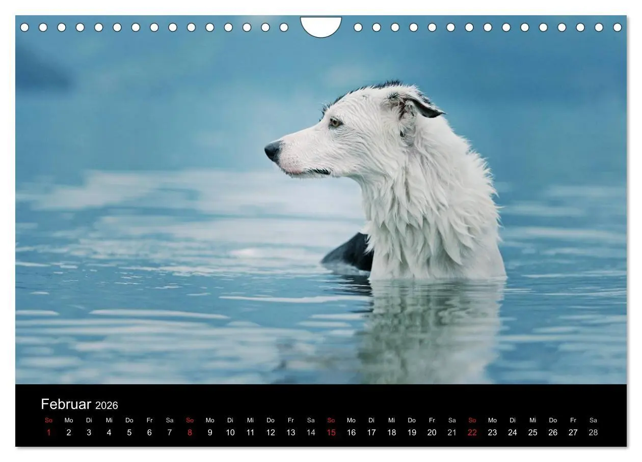 Bild: 9783516174281 | Der Bordercollie-Kalender (Wandkalender 2026 DIN A4 quer), CALVENDO...
