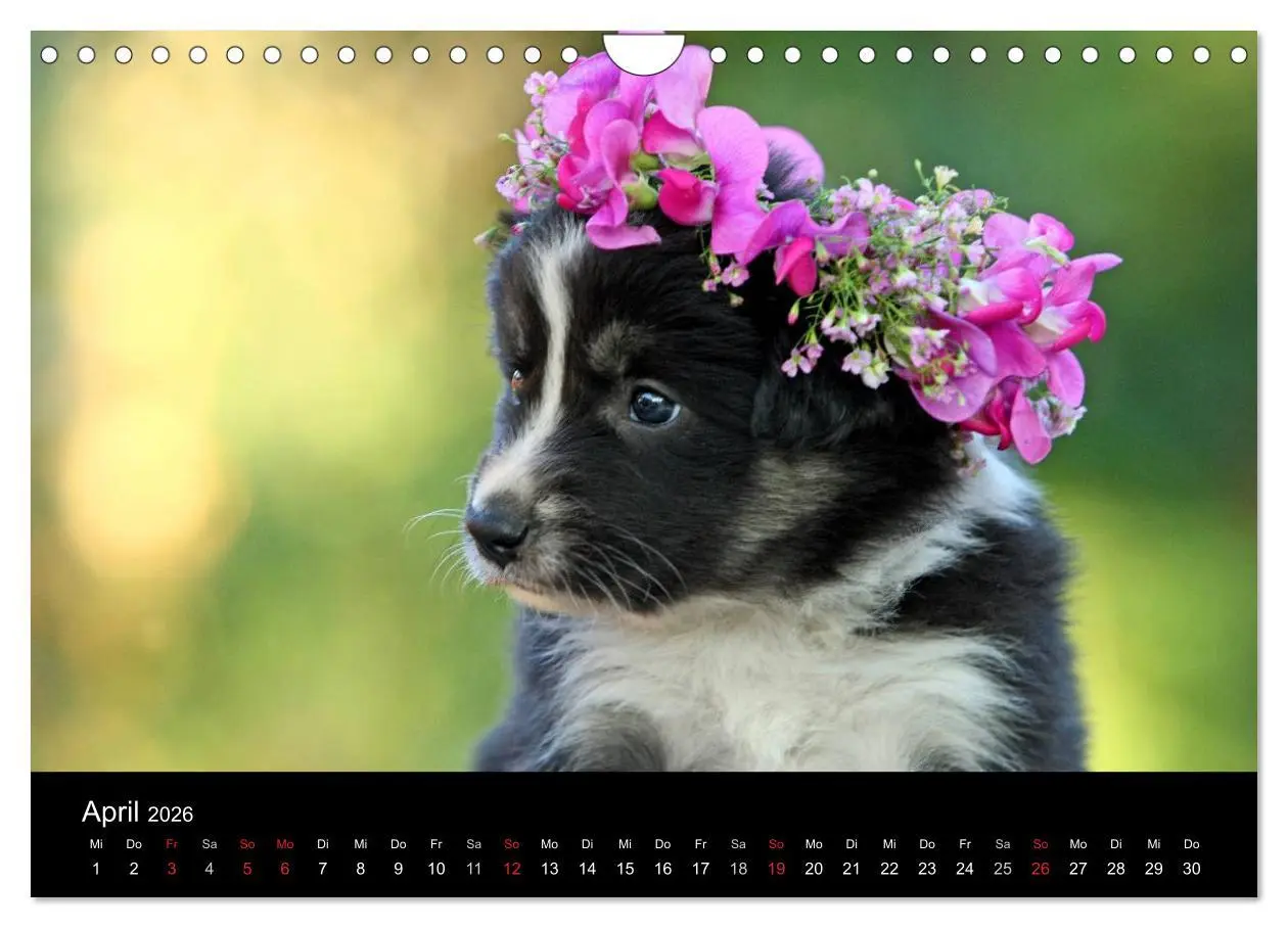 Bild: 9783516174281 | Der Bordercollie-Kalender (Wandkalender 2026 DIN A4 quer), CALVENDO...