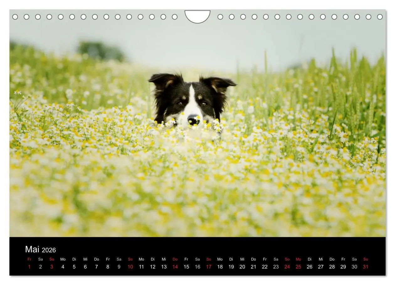 Bild: 9783516174281 | Der Bordercollie-Kalender (Wandkalender 2026 DIN A4 quer), CALVENDO...