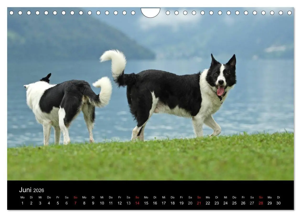 Bild: 9783516174281 | Der Bordercollie-Kalender (Wandkalender 2026 DIN A4 quer), CALVENDO...