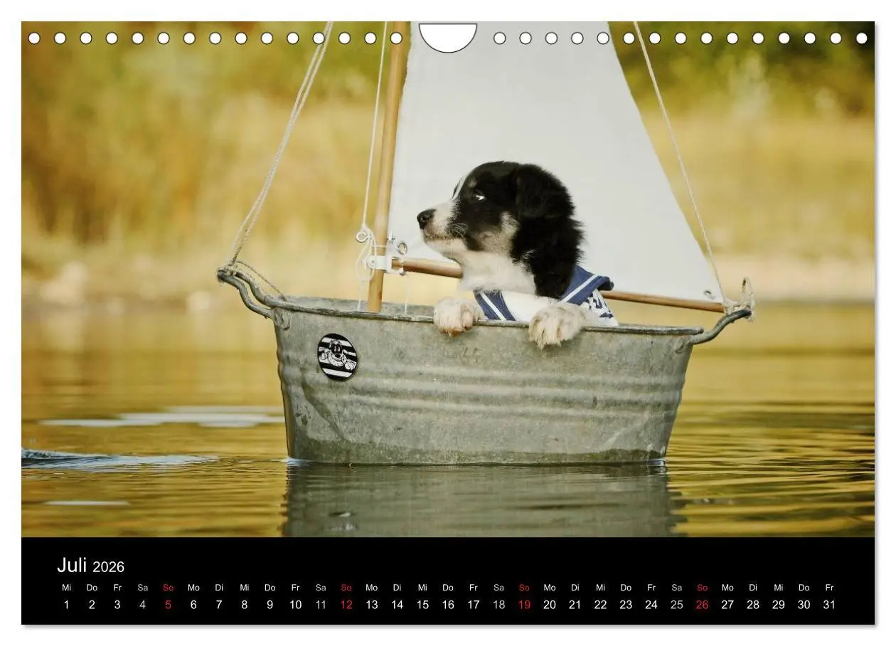 Bild: 9783516174281 | Der Bordercollie-Kalender (Wandkalender 2026 DIN A4 quer), CALVENDO...