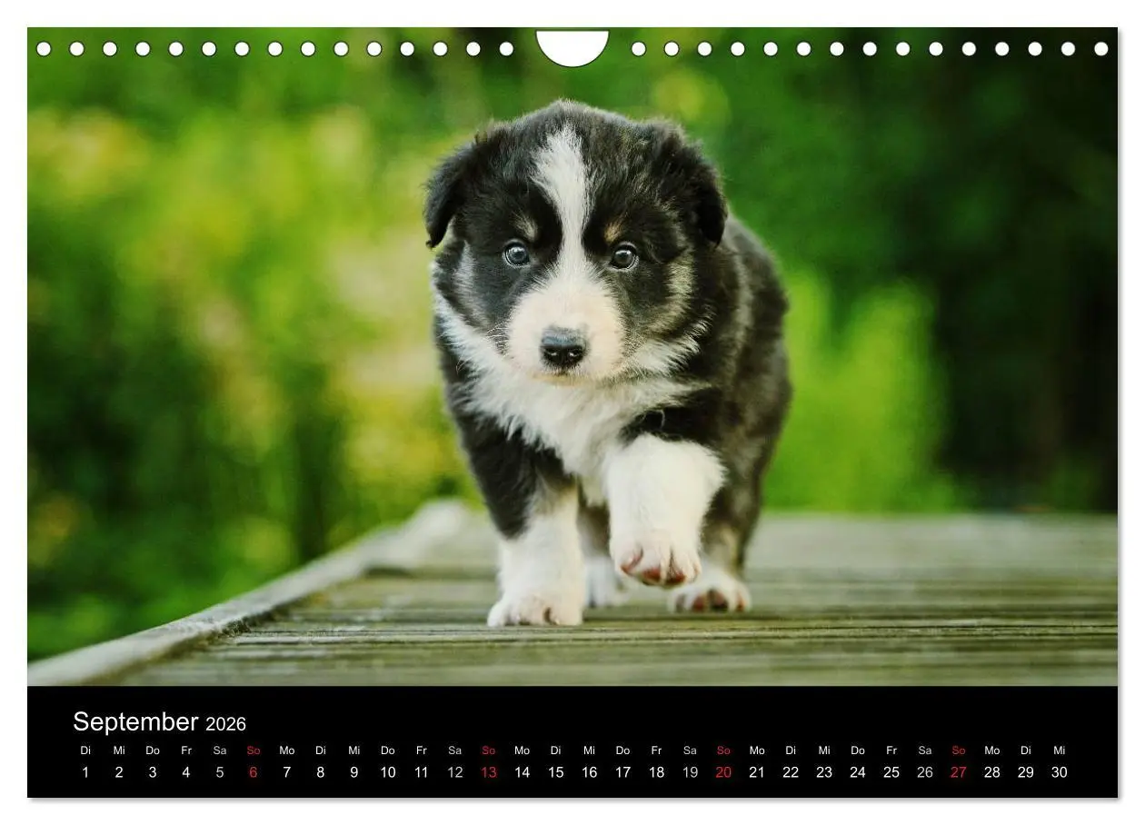 Bild: 9783516174281 | Der Bordercollie-Kalender (Wandkalender 2026 DIN A4 quer), CALVENDO...