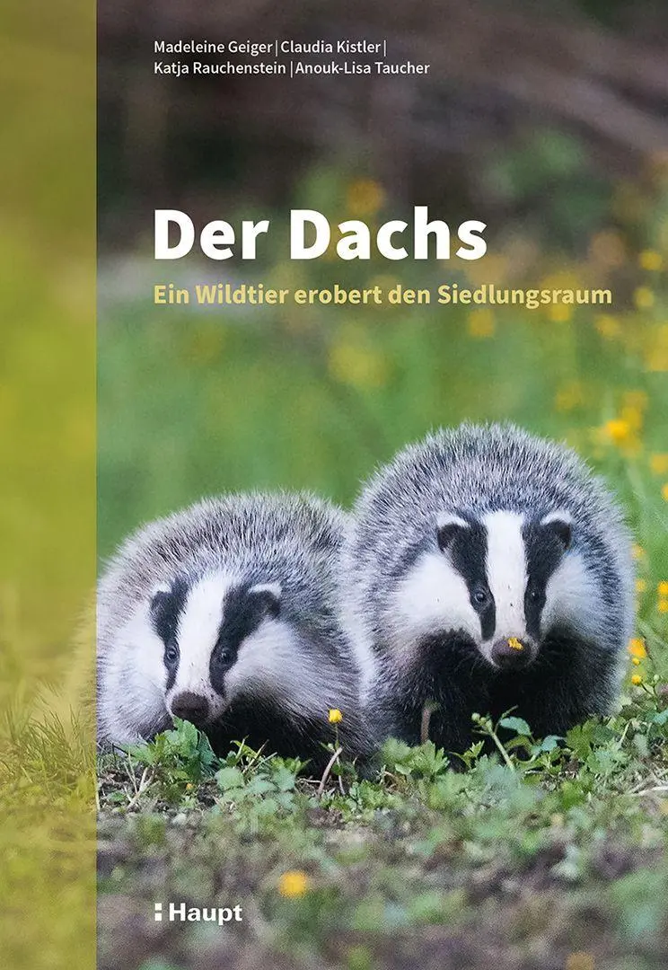 Cover: 9783258084381 | Der Dachs | Ein Wildtier erobert den Siedlungsraum | Geiger (u. a.)