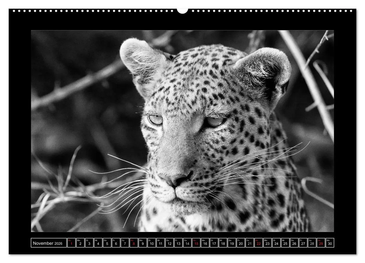 Bild: 9783516164381 | Afrika Schwarz - Weiss (hochwertiger Premium Wandkalender 2026 DIN...