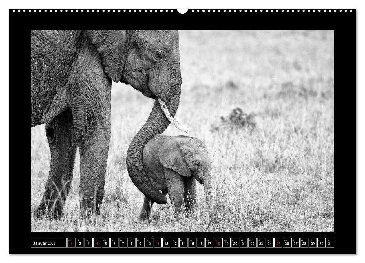 Bild: 9783516164381 | Afrika Schwarz - Weiss (hochwertiger Premium Wandkalender 2026 DIN...