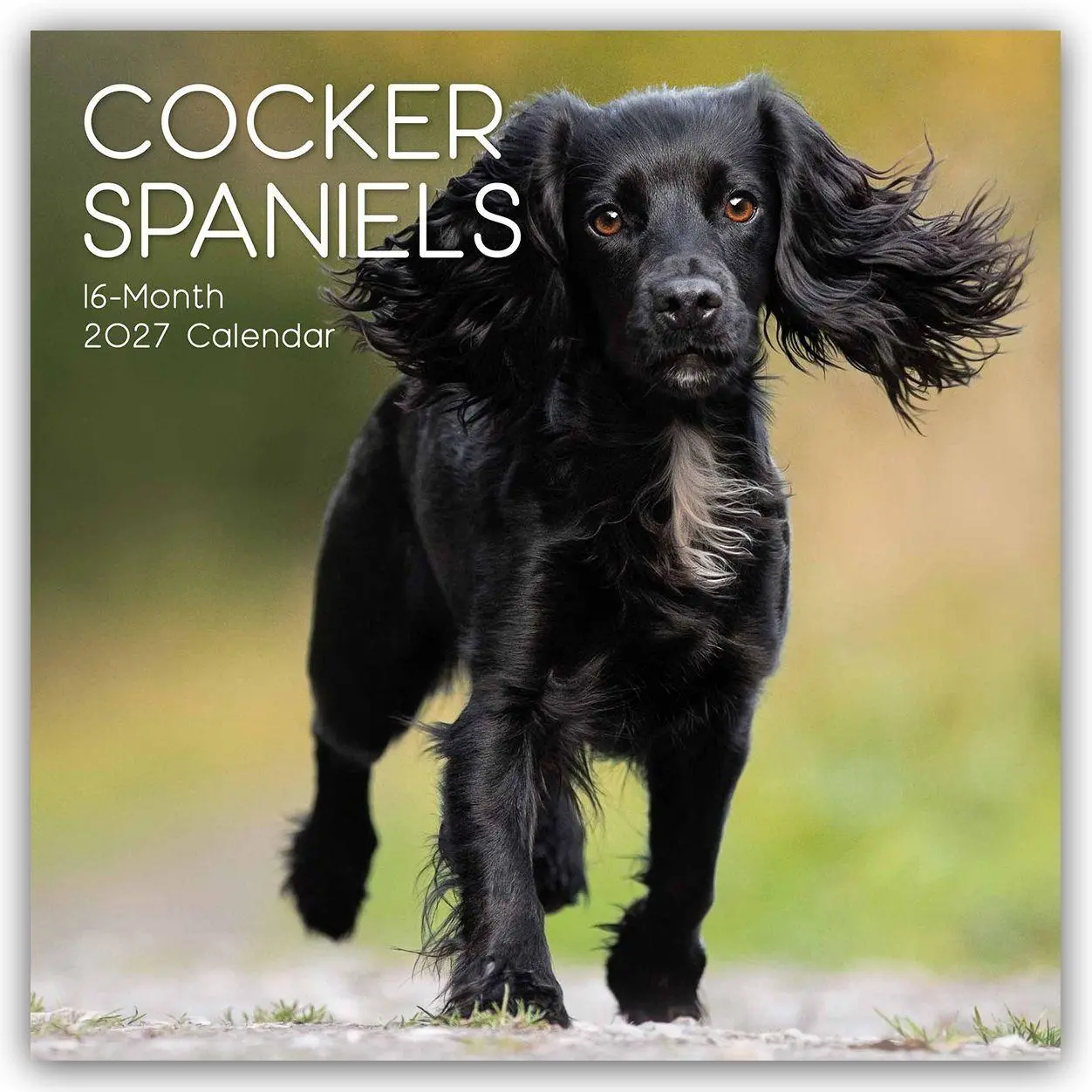 Cover: 9781805974581 | Cocker Spaniels 2027 - 16-Monatskalender | Gifted Stationery Co. Ltd
