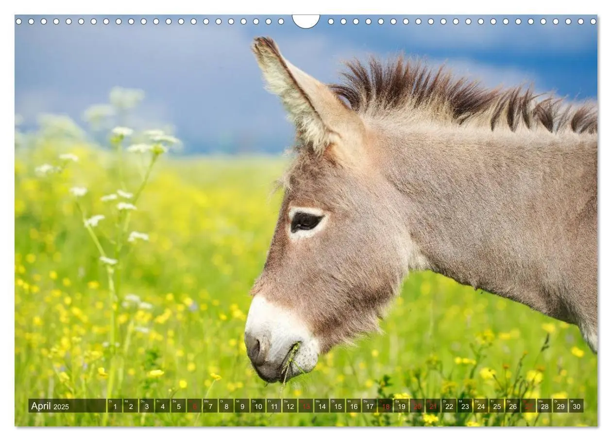 Bild: 9783435654581 | Esel - hübsch, klug und fleißig (Wandkalender 2025 DIN A3 quer),...