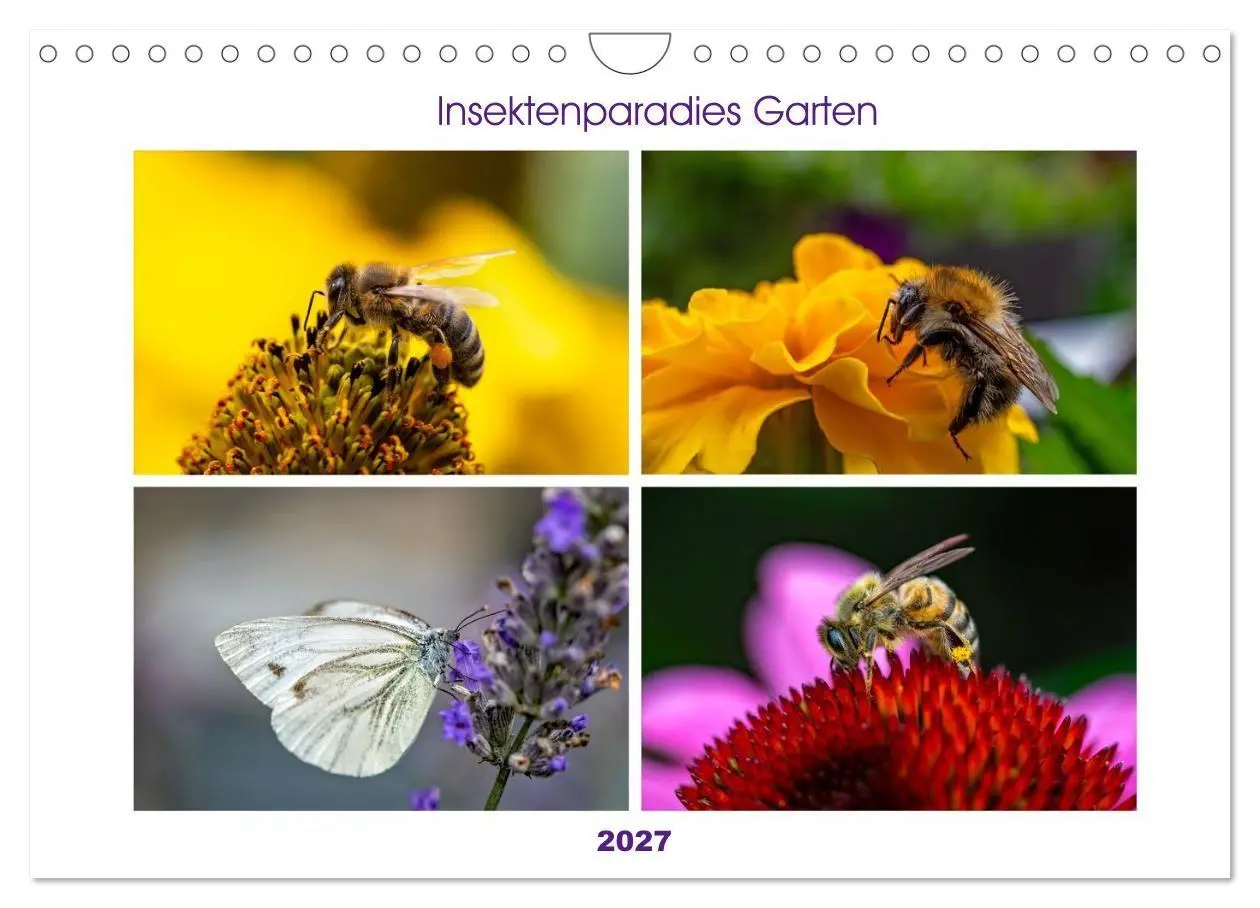 Cover: 9783594364581 | Insektenparadies Garten (Wandkalender 2027 DIN A4 quer), CALVENDO...
