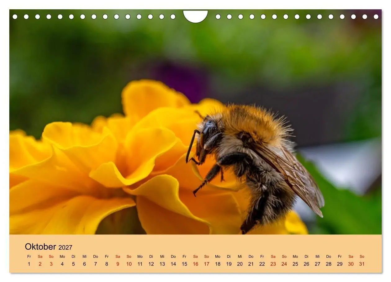 Bild: 9783594364581 | Insektenparadies Garten (Wandkalender 2027 DIN A4 quer), CALVENDO...