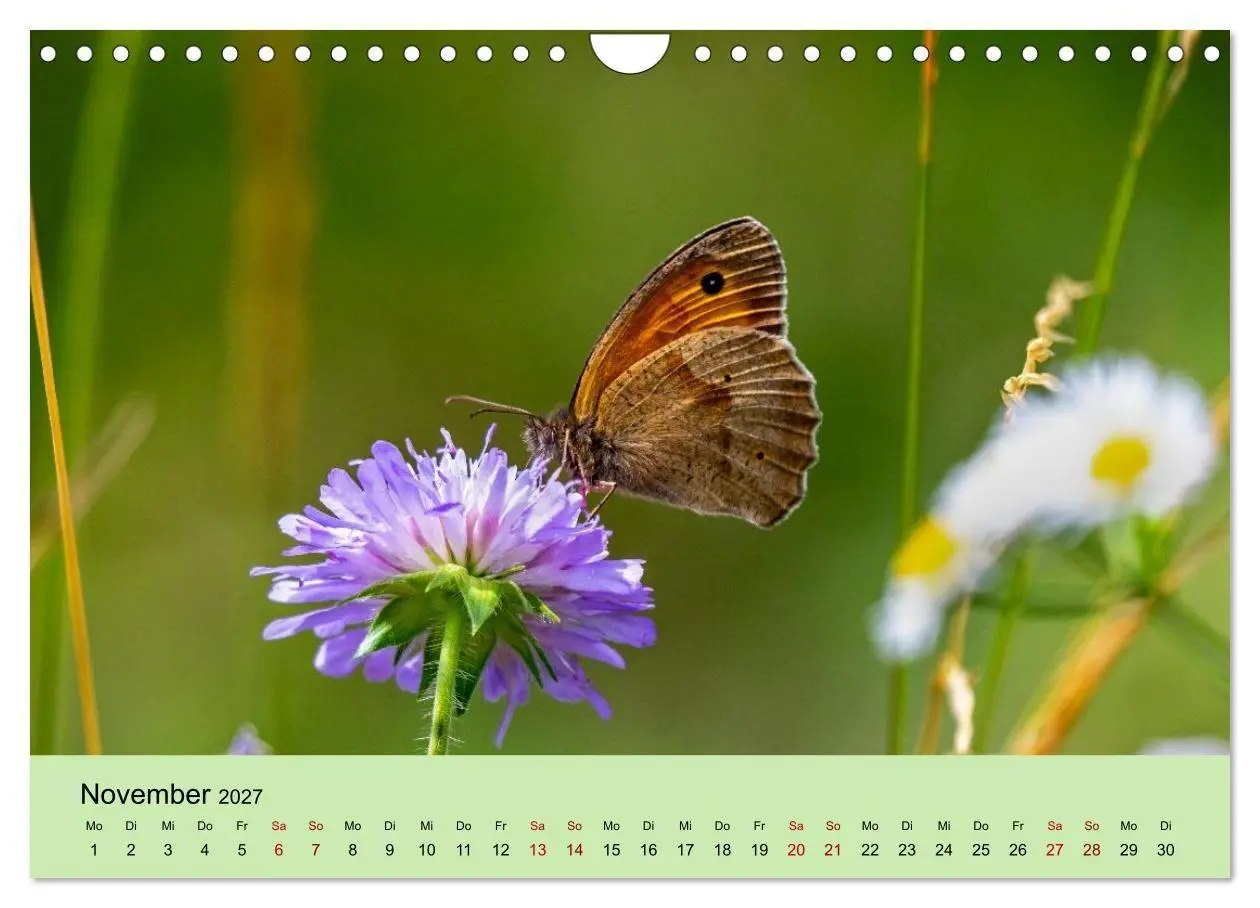Bild: 9783594364581 | Insektenparadies Garten (Wandkalender 2027 DIN A4 quer), CALVENDO...
