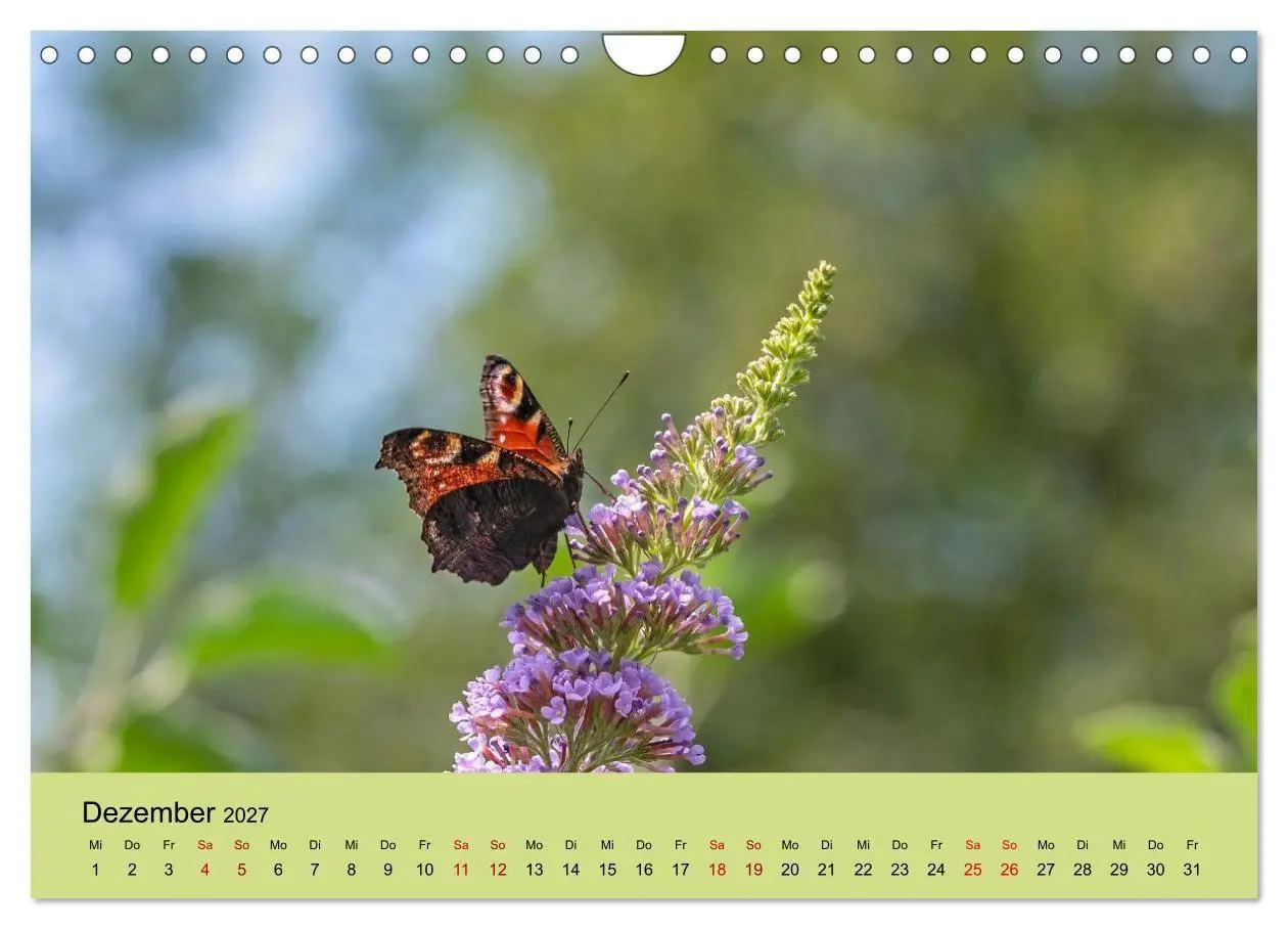 Bild: 9783594364581 | Insektenparadies Garten (Wandkalender 2027 DIN A4 quer), CALVENDO...