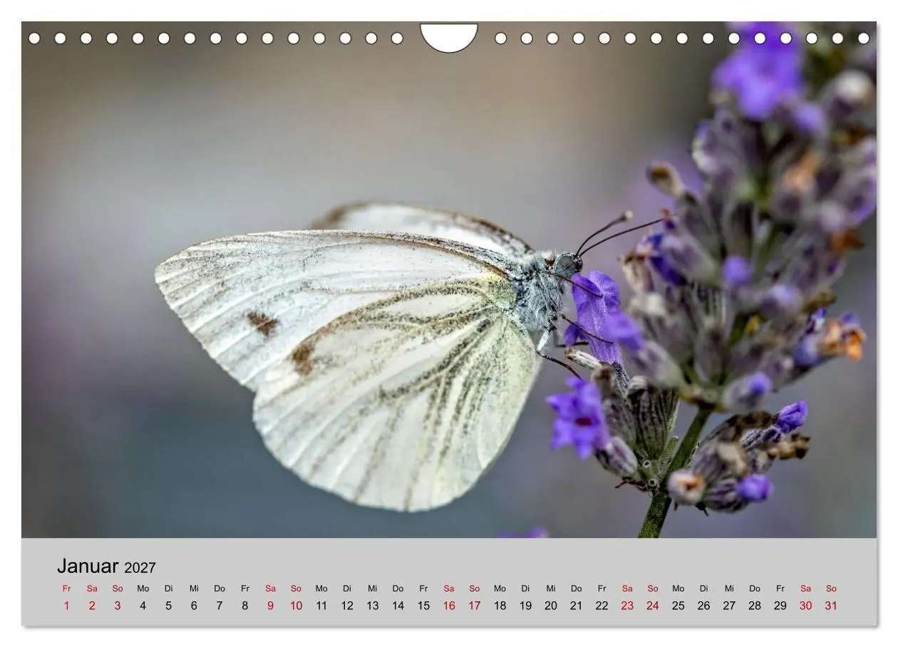 Bild: 9783594364581 | Insektenparadies Garten (Wandkalender 2027 DIN A4 quer), CALVENDO...