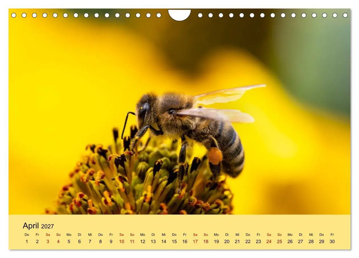 Bild: 9783594364581 | Insektenparadies Garten (Wandkalender 2027 DIN A4 quer), CALVENDO...