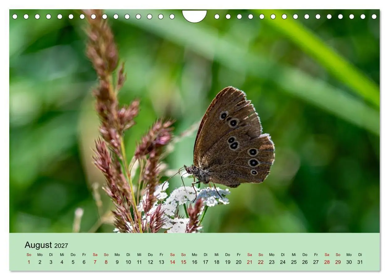 Bild: 9783594364581 | Insektenparadies Garten (Wandkalender 2027 DIN A4 quer), CALVENDO...