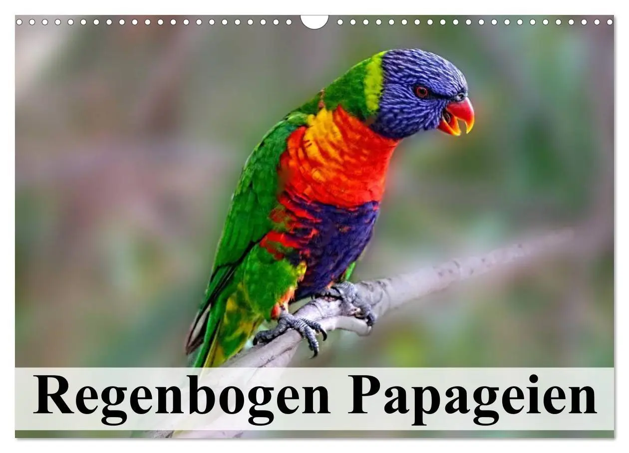 Cover: 9783516054781 | Regenbogen Papageien (Wandkalender 2026 DIN A3 quer), CALVENDO...