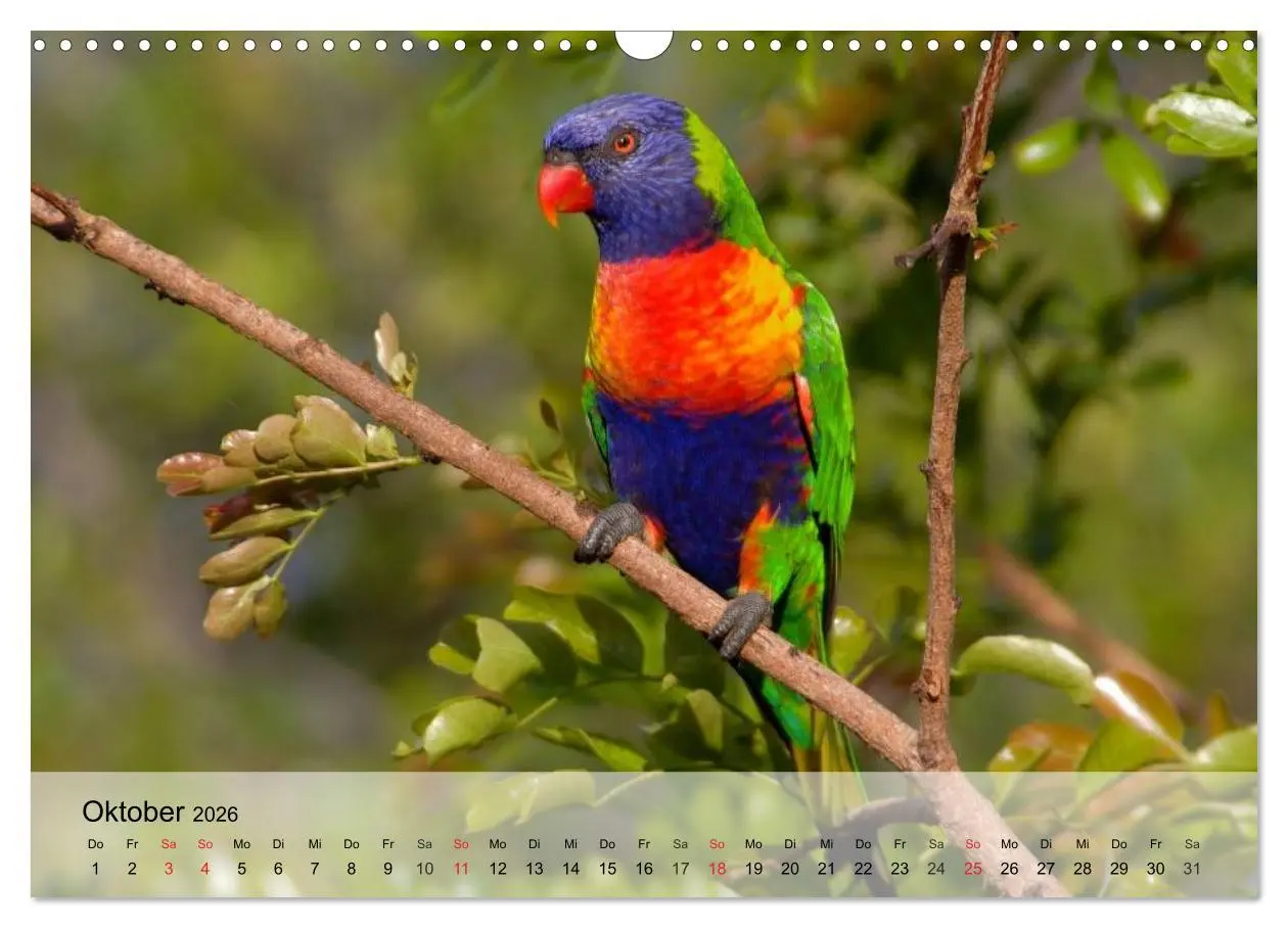 Bild: 9783516054781 | Regenbogen Papageien (Wandkalender 2026 DIN A3 quer), CALVENDO...