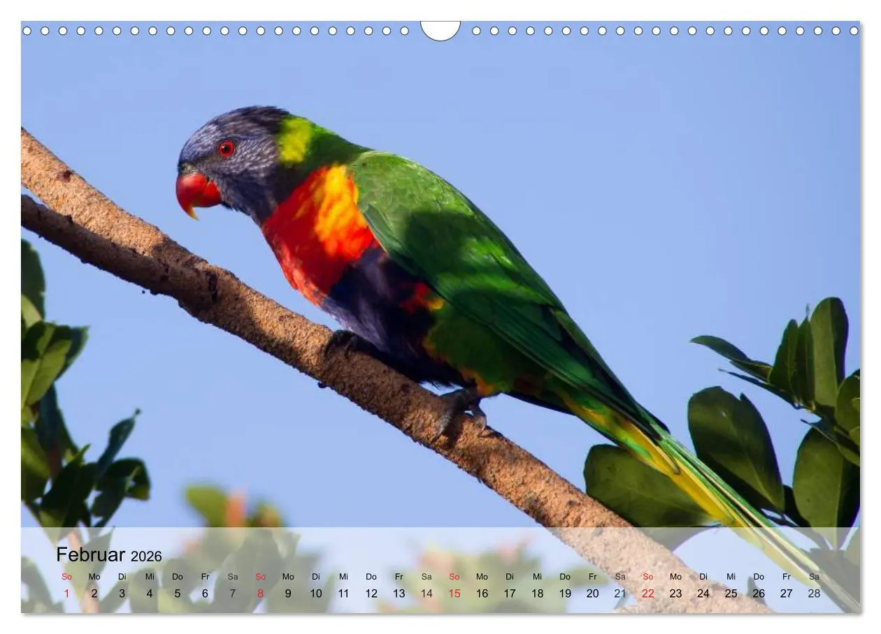 Bild: 9783516054781 | Regenbogen Papageien (Wandkalender 2026 DIN A3 quer), CALVENDO...