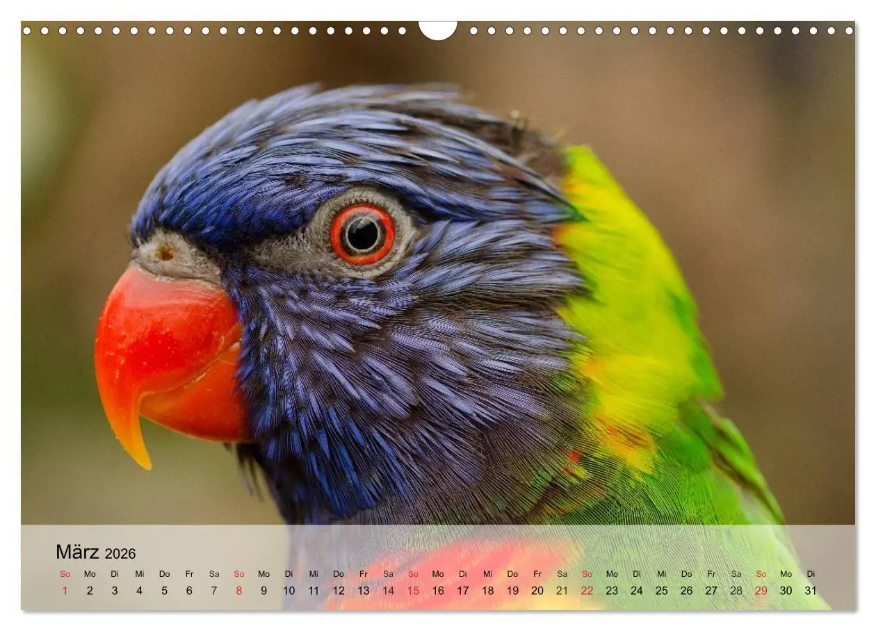 Bild: 9783516054781 | Regenbogen Papageien (Wandkalender 2026 DIN A3 quer), CALVENDO...