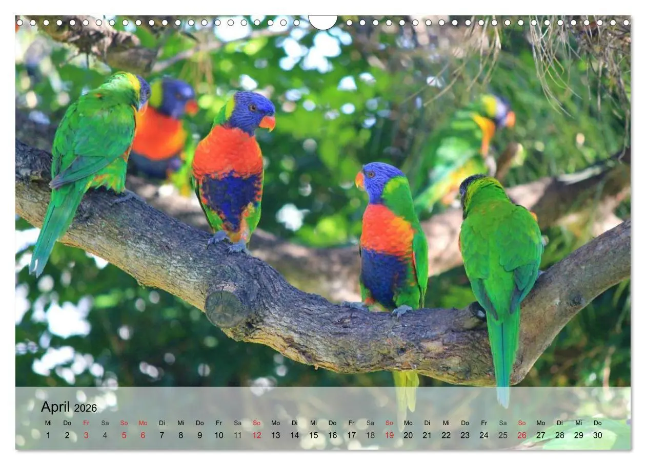 Bild: 9783516054781 | Regenbogen Papageien (Wandkalender 2026 DIN A3 quer), CALVENDO...