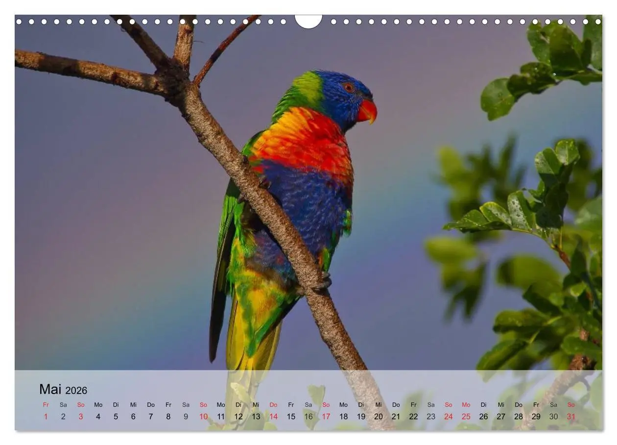 Bild: 9783516054781 | Regenbogen Papageien (Wandkalender 2026 DIN A3 quer), CALVENDO...