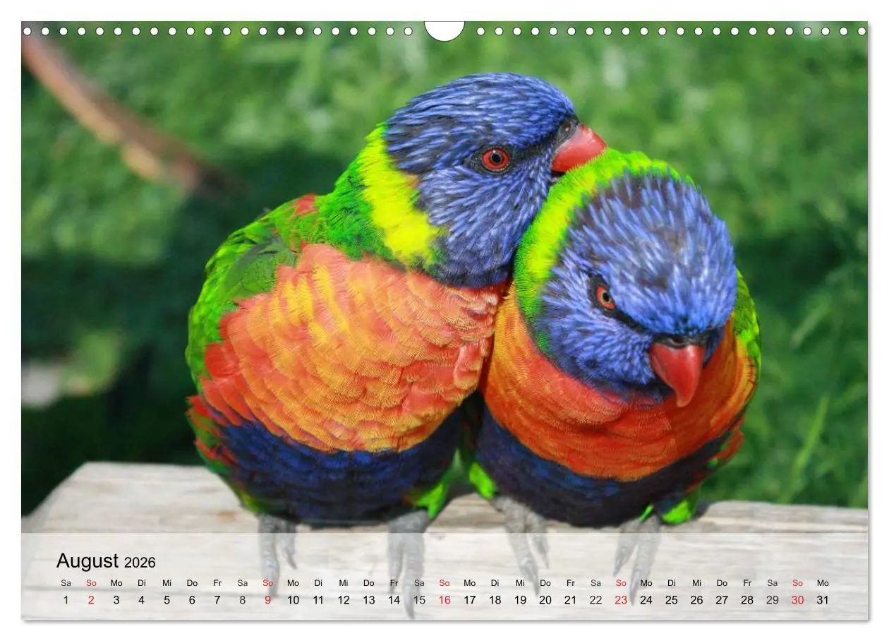 Bild: 9783516054781 | Regenbogen Papageien (Wandkalender 2026 DIN A3 quer), CALVENDO...
