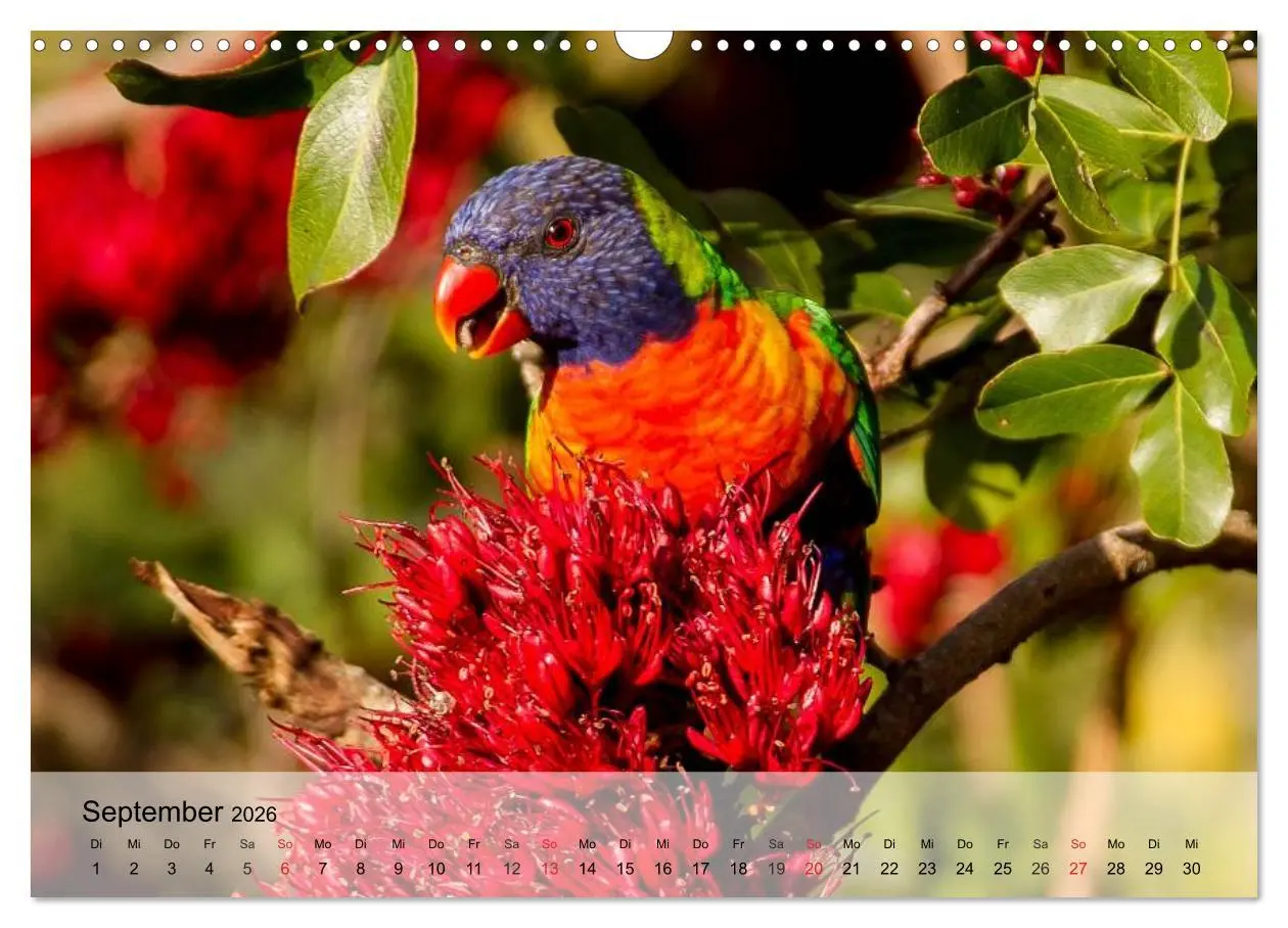 Bild: 9783516054781 | Regenbogen Papageien (Wandkalender 2026 DIN A3 quer), CALVENDO...