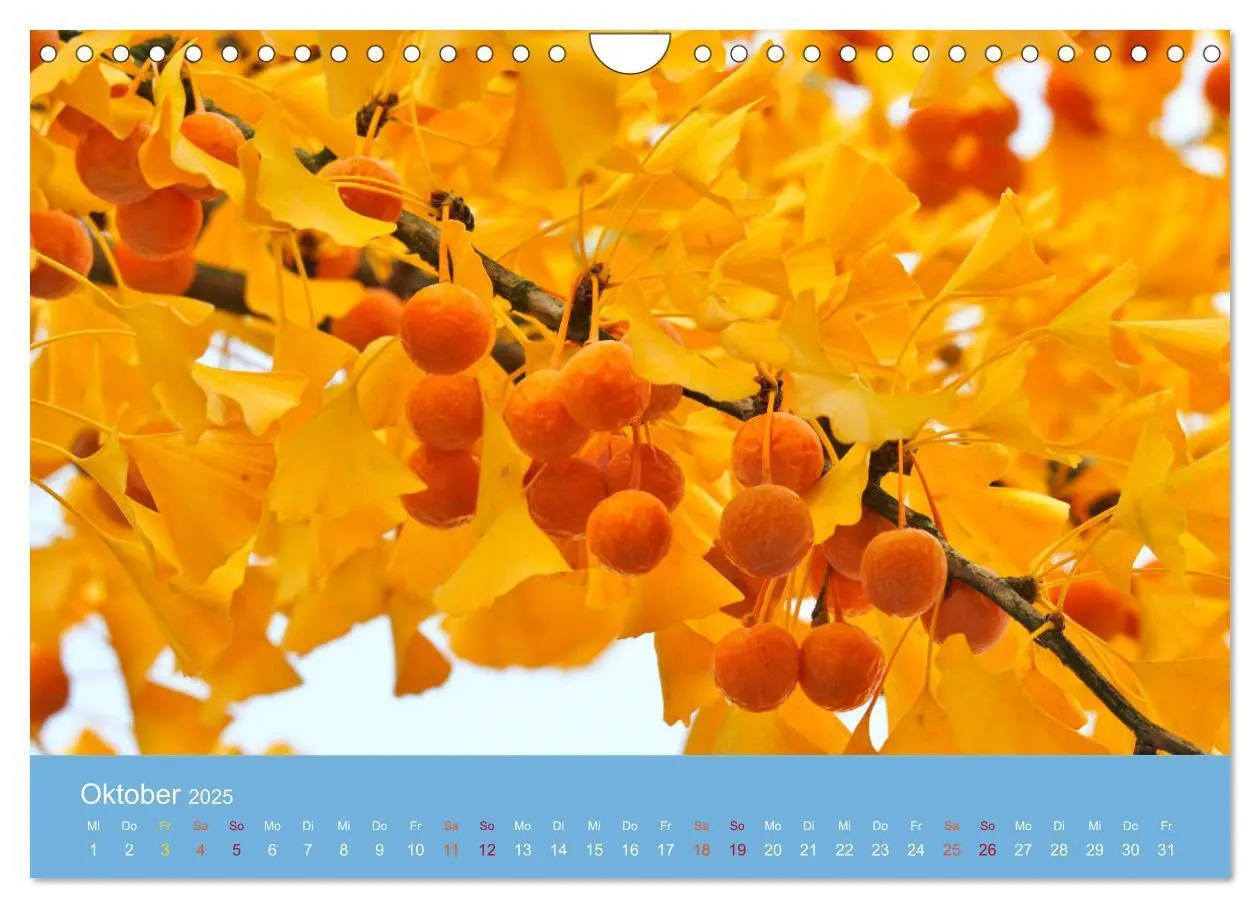 Bild: 9783435304981 | Geliebter Ginkgo (Wandkalender 2025 DIN A4 quer), CALVENDO...