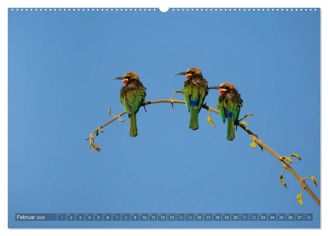 Bild: 9783457874981 | Abenteuer Sambia (Wandkalender 2026 DIN A2 quer), CALVENDO...