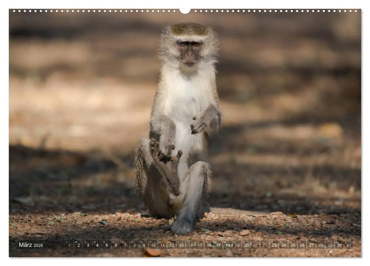 Bild: 9783457874981 | Abenteuer Sambia (Wandkalender 2026 DIN A2 quer), CALVENDO...
