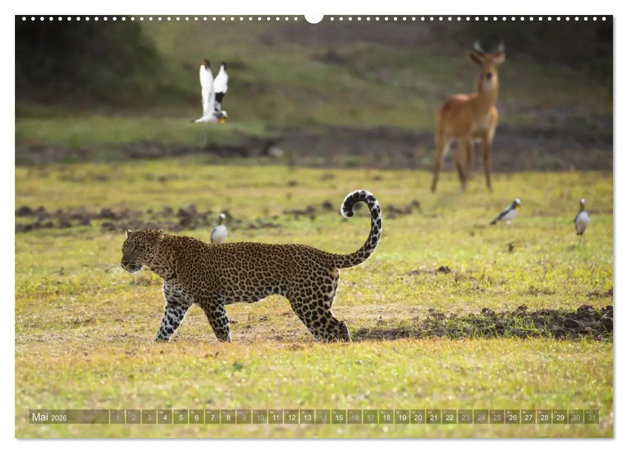 Bild: 9783457874981 | Abenteuer Sambia (Wandkalender 2026 DIN A2 quer), CALVENDO...