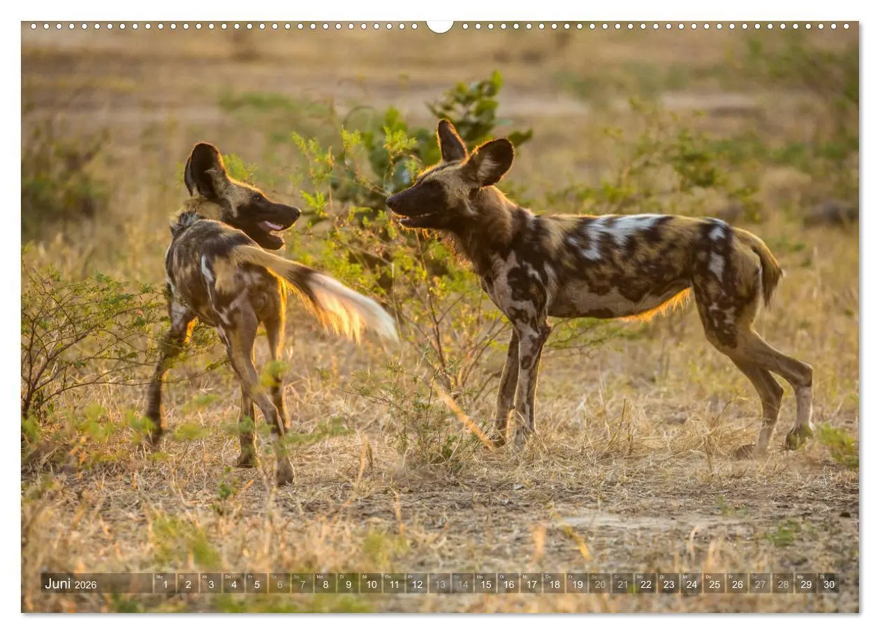 Bild: 9783457874981 | Abenteuer Sambia (Wandkalender 2026 DIN A2 quer), CALVENDO...