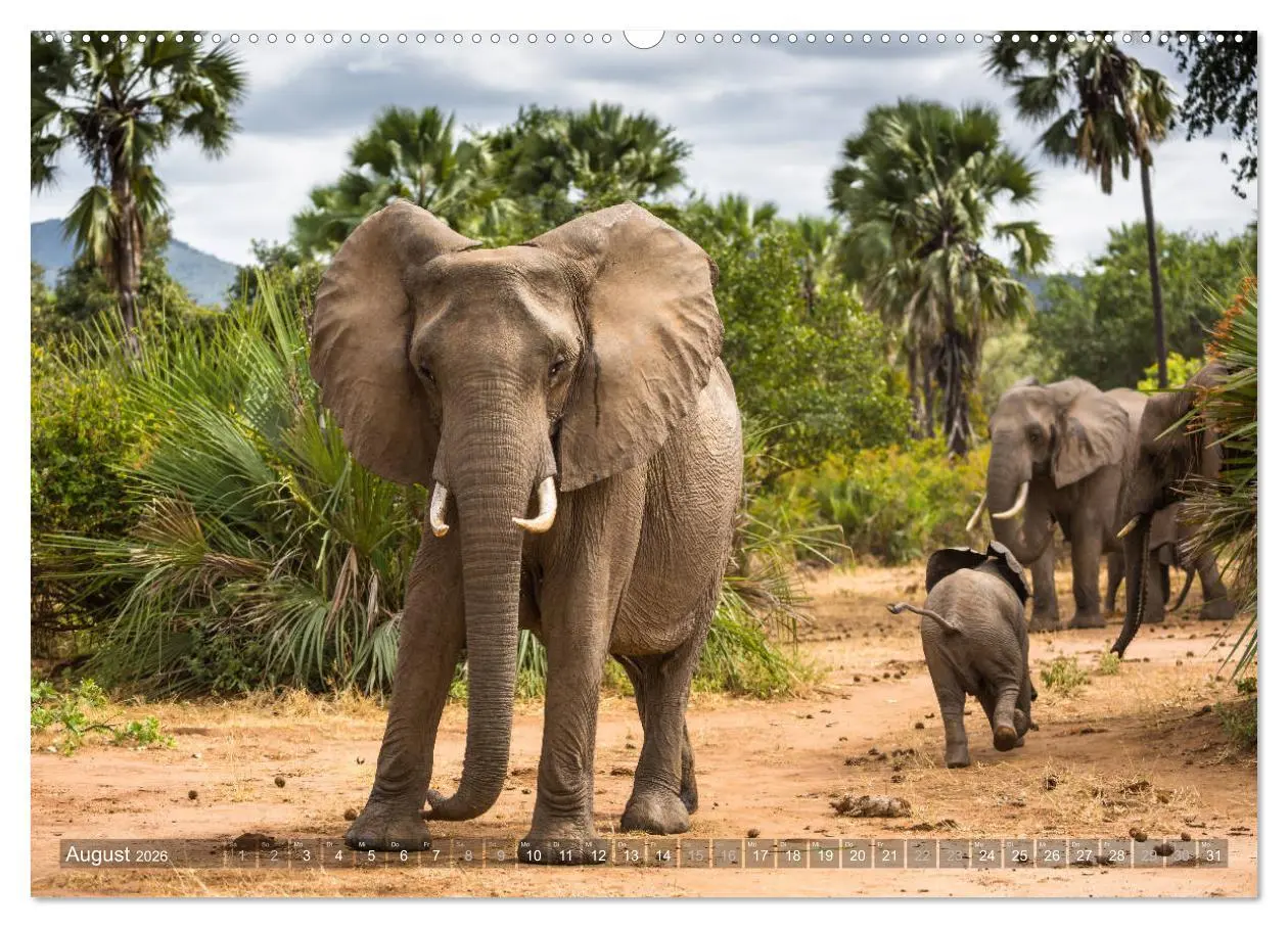 Bild: 9783457874981 | Abenteuer Sambia (Wandkalender 2026 DIN A2 quer), CALVENDO...