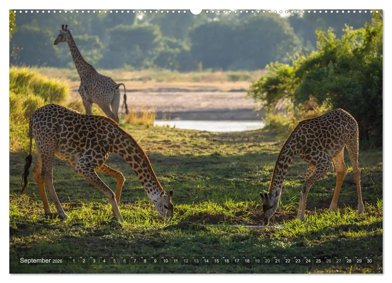 Bild: 9783457874981 | Abenteuer Sambia (Wandkalender 2026 DIN A2 quer), CALVENDO...