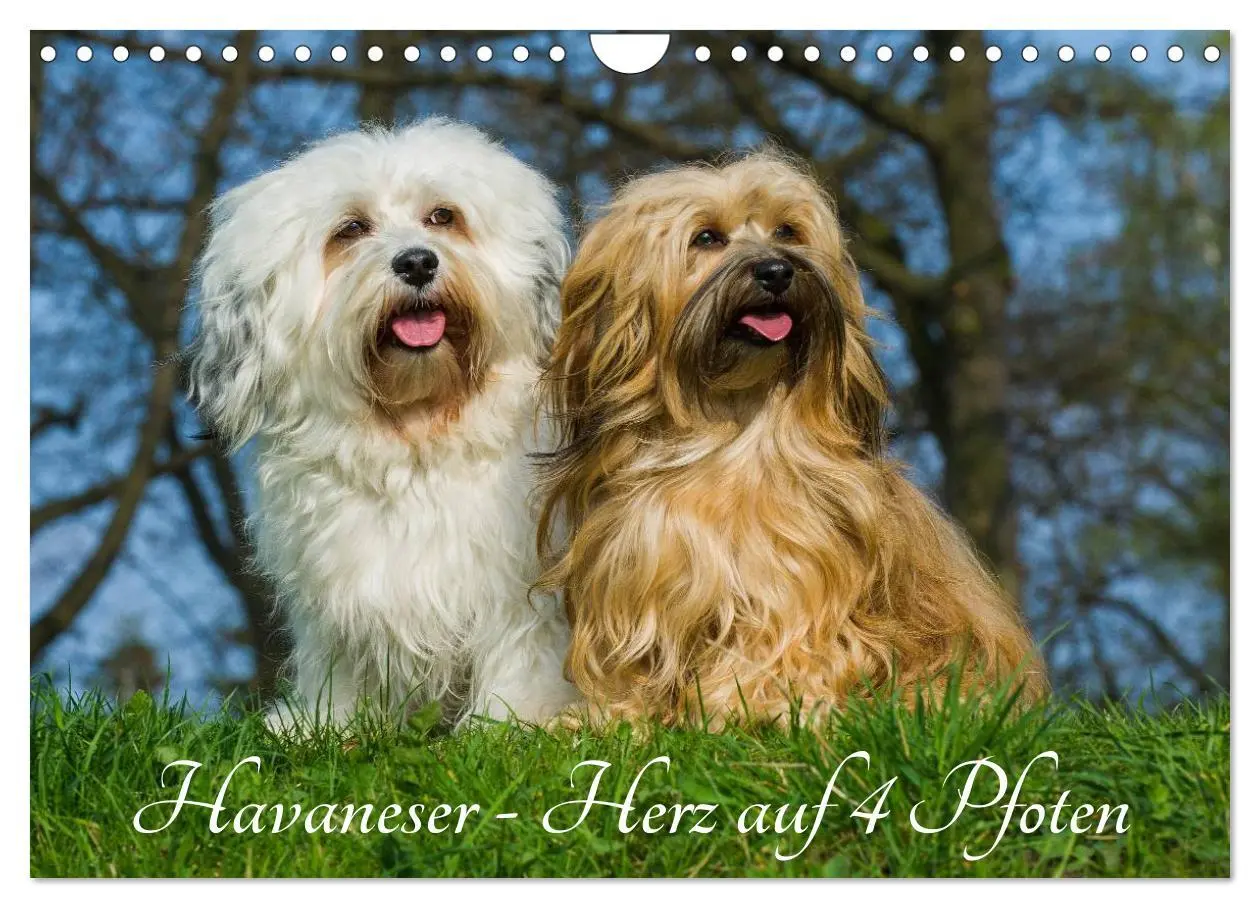 Cover: 9783516034981 | Havaneser - Herz auf 4 Pfoten (Wandkalender 2026 DIN A4 quer),...