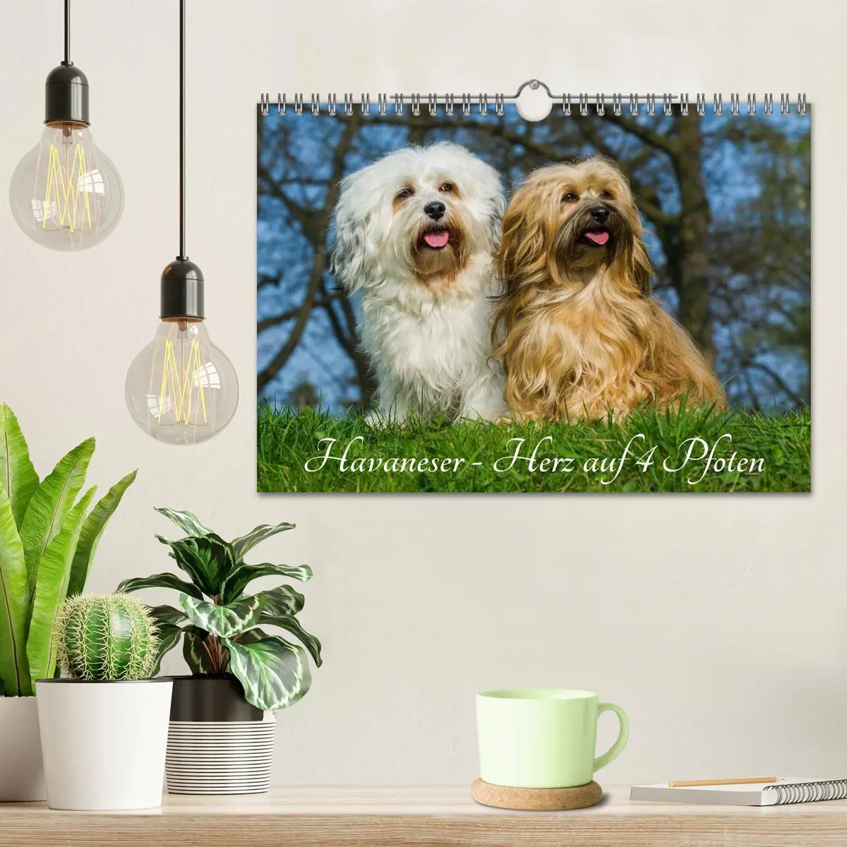 Bild: 9783516034981 | Havaneser - Herz auf 4 Pfoten (Wandkalender 2026 DIN A4 quer),...