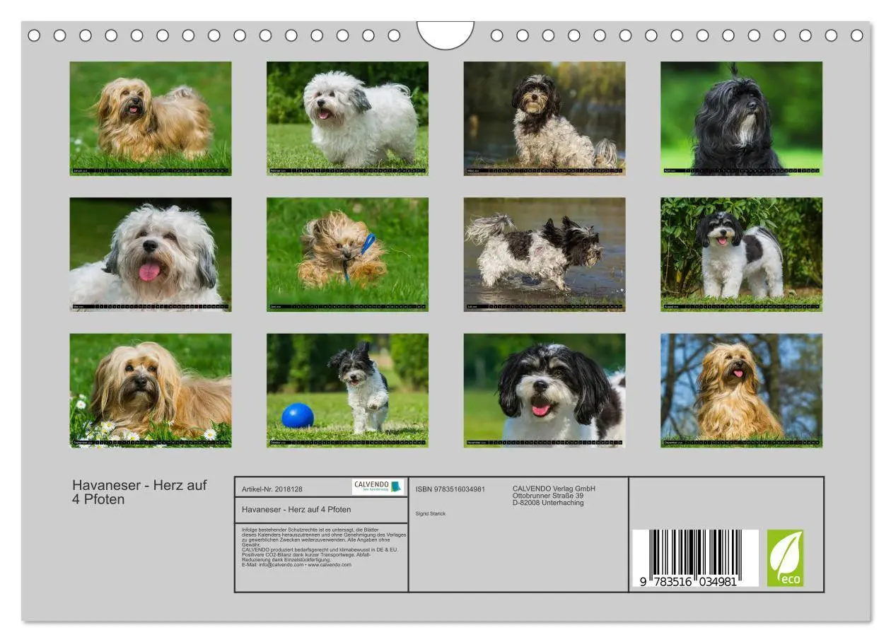 Bild: 9783516034981 | Havaneser - Herz auf 4 Pfoten (Wandkalender 2026 DIN A4 quer),...