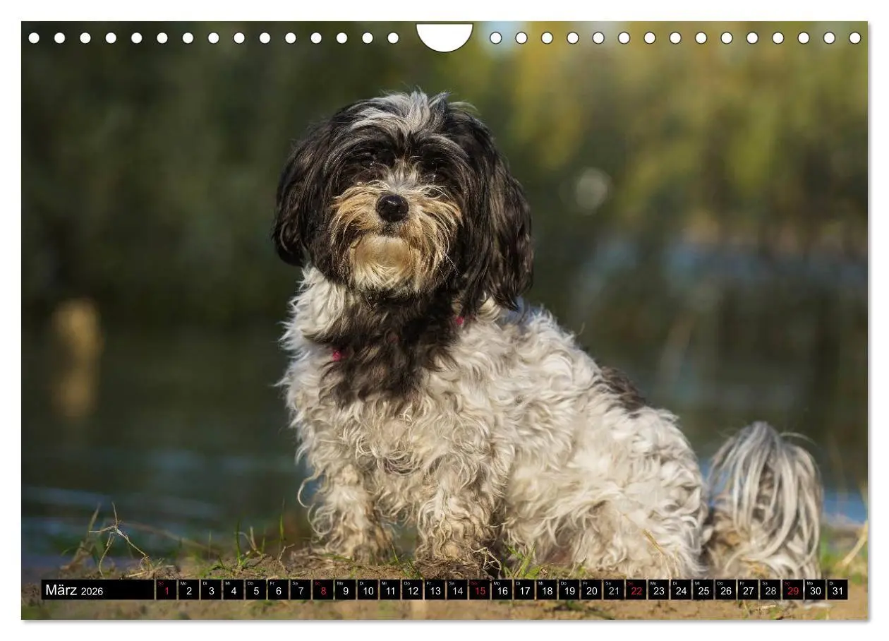 Bild: 9783516034981 | Havaneser - Herz auf 4 Pfoten (Wandkalender 2026 DIN A4 quer),...